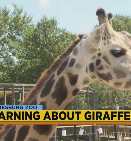 Hattiesburg Zoo: Giraffes