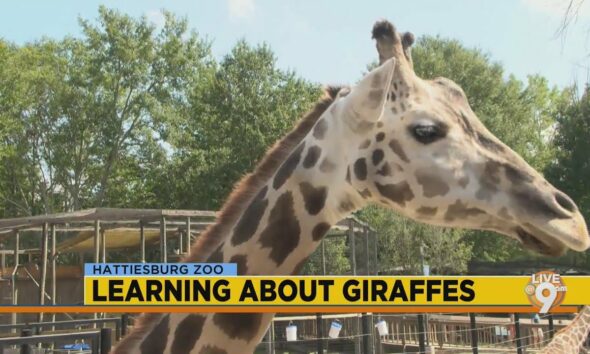 Hattiesburg Zoo: Giraffes