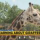 Hattiesburg Zoo: Giraffes