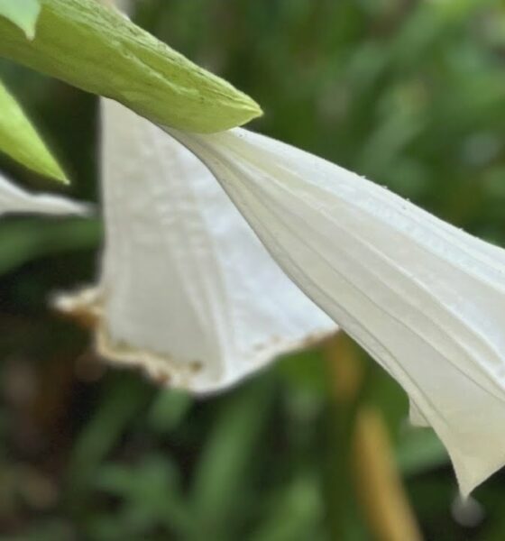 Angel Trumpets bloom late this year