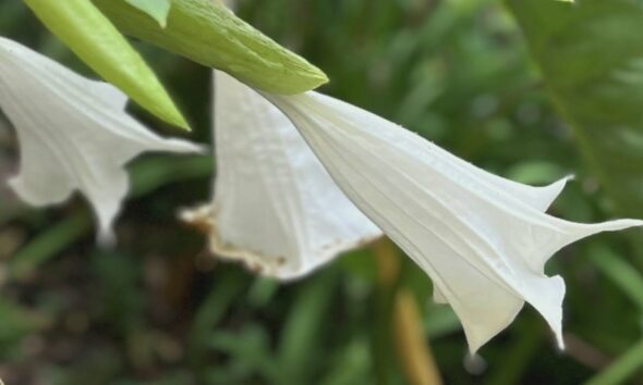 Angel Trumpets bloom late this year