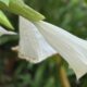 Angel Trumpets bloom late this year