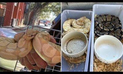 12 'extremely emaciated' python snakes rescued from Oak Forest apartment in NW Houston, Pct. 1 says