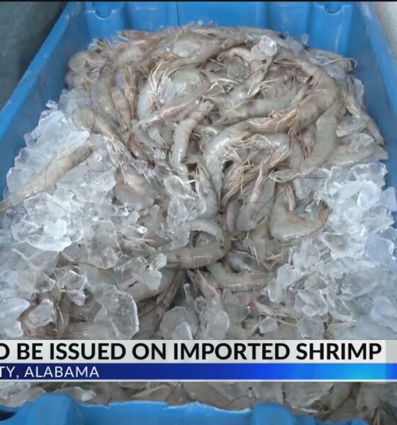 "Everything helps": Local shrimpers happy for foreign shrimp tariffs