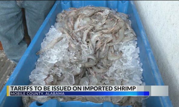 "Everything helps": Local shrimpers happy for foreign shrimp tariffs