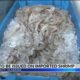 "Everything helps": Local shrimpers happy for foreign shrimp tariffs