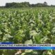 Farmers Awaiting Farm Bill From Congress | November 24, 2024 | WHNT News 19 Sunday Evening