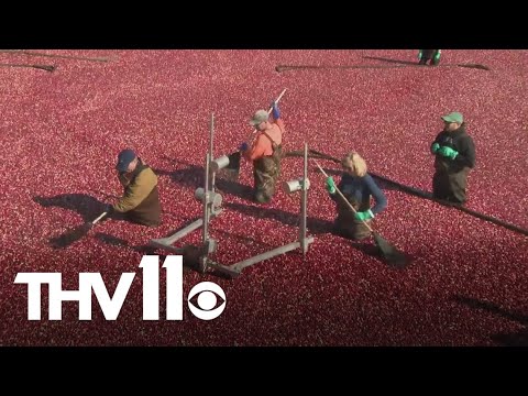 Generations of cranberry farmers keeping the tradition going