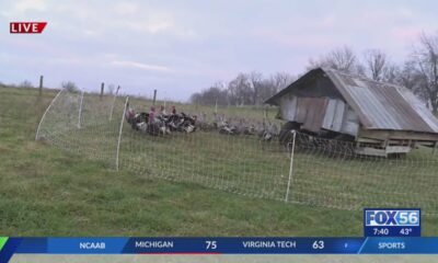 There is still time to buy your Thanksgiving turkey from central Kentucky farms