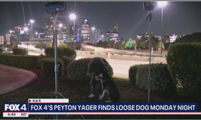 Loose dog walks up to FOX 4 reporter after owner abandoned him