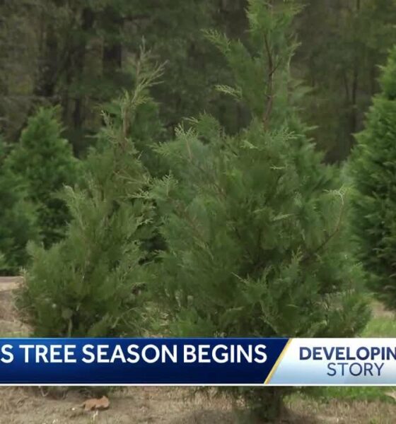 The Christmas tree season has begun for Kazery Farms