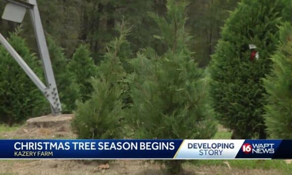 The Christmas tree season has begun for Kazery Farms