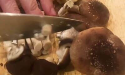 Why are Mushrooms becoming more popular?