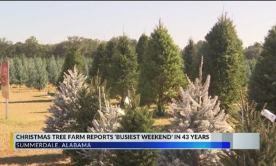 Summerdale Christmas tree farm sees busiest weekend in over 40 years