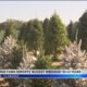 Summerdale Christmas tree farm sees busiest weekend in over 40 years