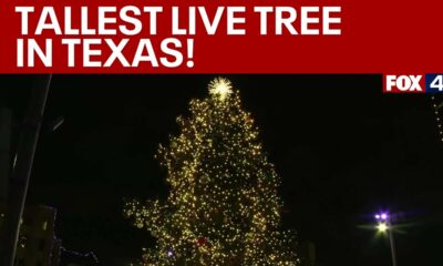 Sundance Square lights largest live Christmas tree in Texas