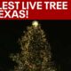 Sundance Square lights largest live Christmas tree in Texas