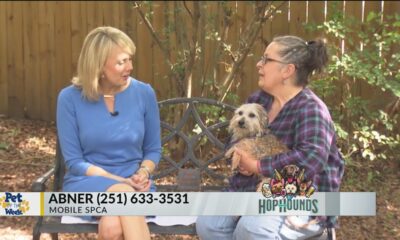 Pet of the Week: Scruffy and cute, Abner