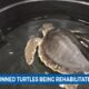 IMMS President Dr. Moby Solangi in studio to talk about cold stunned turtles, give update on