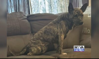 Verona woman claims someone shot her dog 3 times in the head