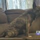 Verona woman claims someone shot her dog 3 times in the head