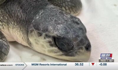 Institute for Marine Mammal Studies working to rehabilitate over 20 Kemp's ridley sea turtles