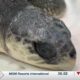 Institute for Marine Mammal Studies working to rehabilitate over 20 Kemp's ridley sea turtles