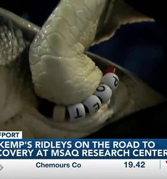 MSAQ rehabilitates 40 Kemp’s ridley sea turtles, names them after global superstar