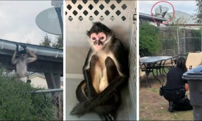 Monkey on the lam captured in San Antonio neighborhood; owners cited by Animal Care Services