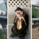 Monkey on the lam captured in San Antonio neighborhood; owners cited by Animal Care Services