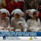 St. Thomas the Apostle Catholic Church holds ‘Feast of the Three Kings’