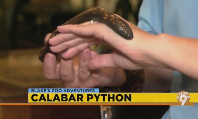 Hattiesburg Zoo: Calabar Python