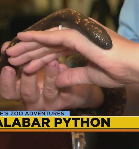 Hattiesburg Zoo: Calabar Python