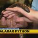 Hattiesburg Zoo: Calabar Python