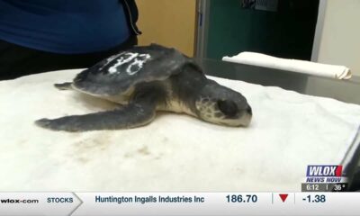 Cold-stunned sea turtles continuing treatment at Institute for Marine Mammal Studies