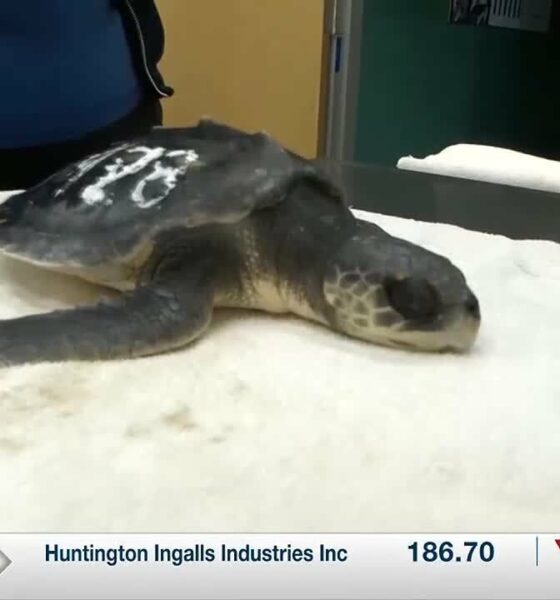 Cold-stunned sea turtles continuing treatment at Institute for Marine Mammal Studies