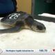 Cold-stunned sea turtles continuing treatment at Institute for Marine Mammal Studies