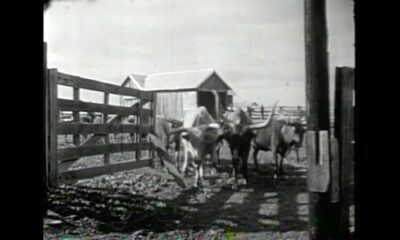 The history behind the Houston Livestock Show & Rodeo