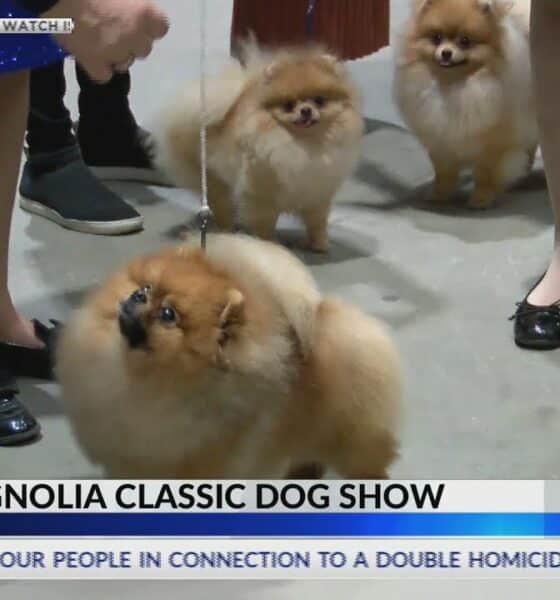 2025 Magnolia Classic AKC Dog Show held in Jackson