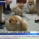 2025 Magnolia Classic AKC Dog Show held in Jackson