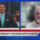 New Therapy for Dogs with Cancer