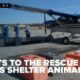 Wings of hope: Shelter animals flown to find homes up north