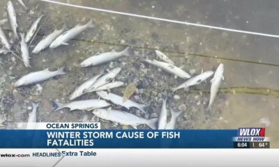 Thousands of dead fish floating in Jackson County bayous a result of unprecedented winter storm