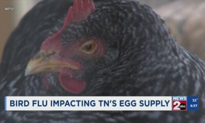 Bird flu impacting Tennessee's egg supply