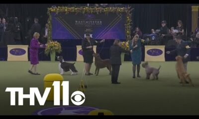 Hundreds gather for 149th Westminster Kennel Club Dog Show