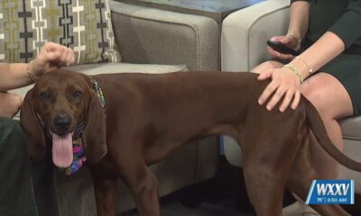 WXXV Pet of the Week: Winnie is looking for a forever home!