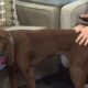 WXXV Pet of the Week: Winnie is looking for a forever home!