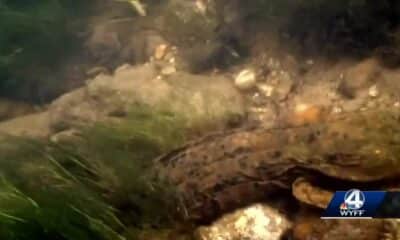 Protecting the hellbender is a link to protecting human health