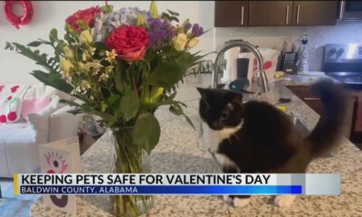 How to avoid a trip to the emergency vet this Valentine's Day