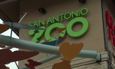 SA Zoo discusses safety measures after highly contagious bird flu detected in New Braunfels park